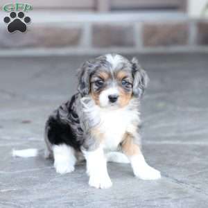Jessa, Cavapoo Puppy